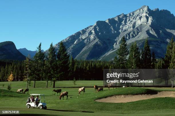 elk grazing at golf course - banff springs golf course stock pictures, royalty-free photos & images