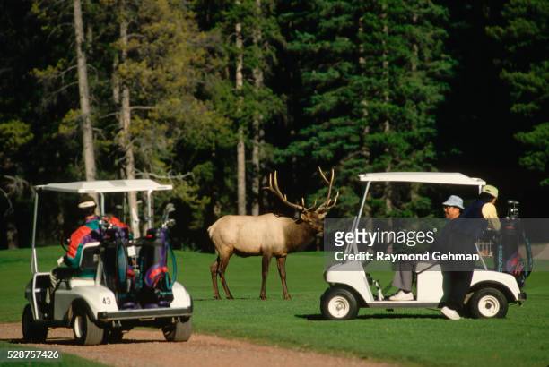 bull elk and golfers - banff springs golf course stock pictures, royalty-free photos & images