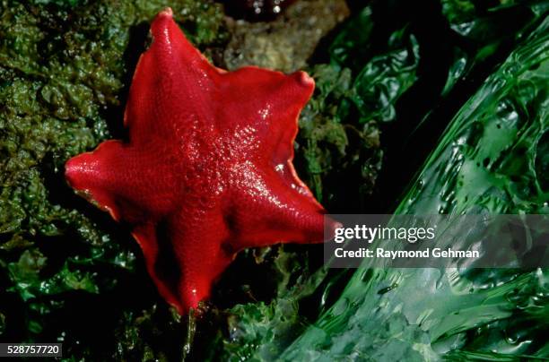 bat star and sea lettuce at low tide - burnaby narrows fotografías e imágenes de stock