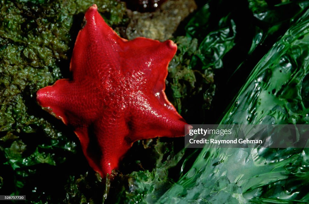 Bat Star and Sea Lettuce at Low Tide