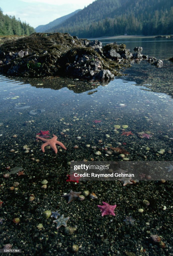 Low Tide at Burnaby Narrows