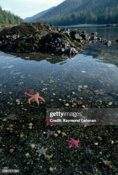 low tide at burnaby narrows - batstar stock pictures, royalty-free photos & images