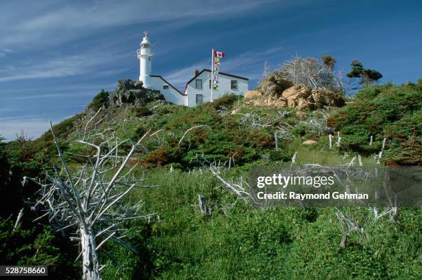 lobster cove head lighthouse - balsam fir tree stock pictures, royalty-free photos & images
