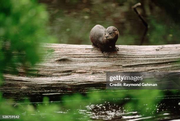 river otter on fallen cypress - river otter fotografías e imágenes de stock