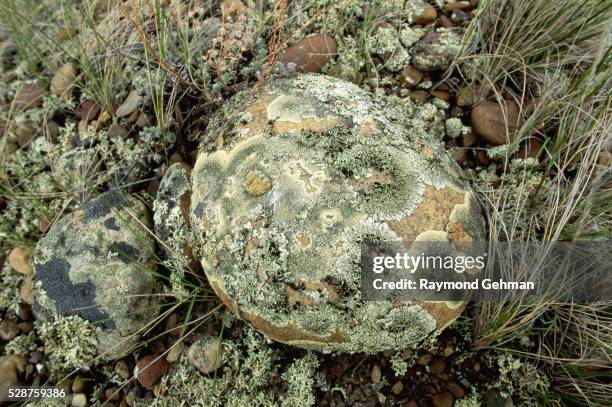 lichen covered rock - グラスランズ国立公園 ストックフォトと画像