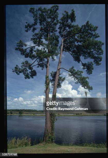 loblolly pine tree near ashley river - loblolly pine stock pictures, royalty-free photos & images