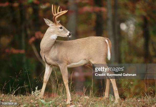 white-tailed buck - white tailed deer stock-fotos und bilder
