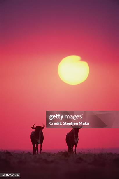 two wildebeests at sunset - black wildebeest stock pictures, royalty-free photos & images