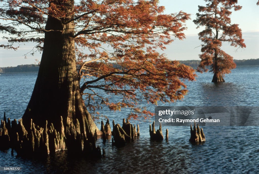 Bald Cypresses in Reelfoot Lake
