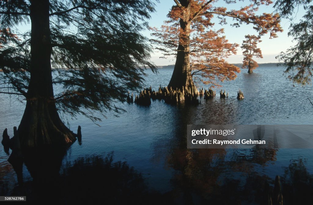 Bald Cypresses in Reelfoot Lake
