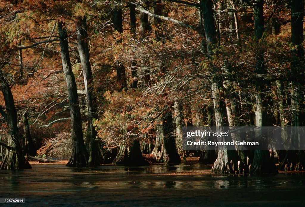 Bald Cypresses in Reelfoot Lake