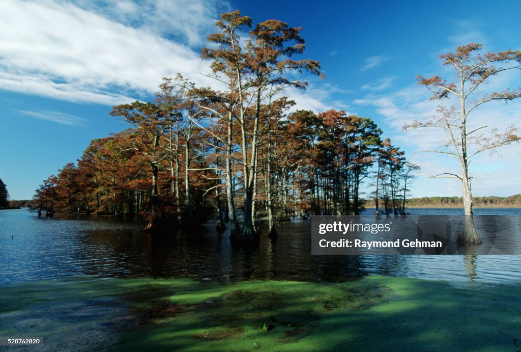 Bald Cypresses in Reelfoot Lake