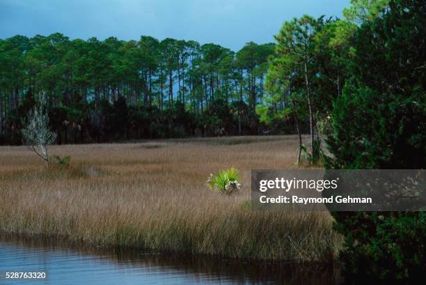 salt marsh at wildlife refuge - longleaf pine stock pictures, royalty-free photos & images