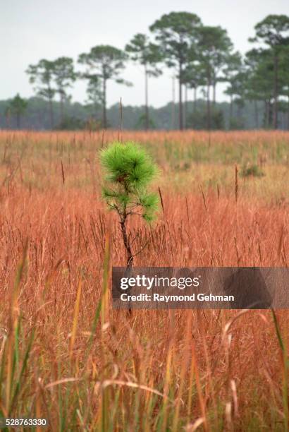 longleaf pine seedling growing in marsh - longleaf pine stock pictures, royalty-free photos & images