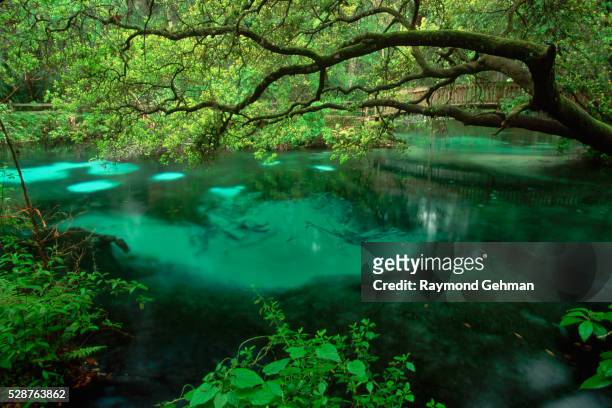 oak overhanging fern hammock springs - ocala stock pictures, royalty-free photos & images