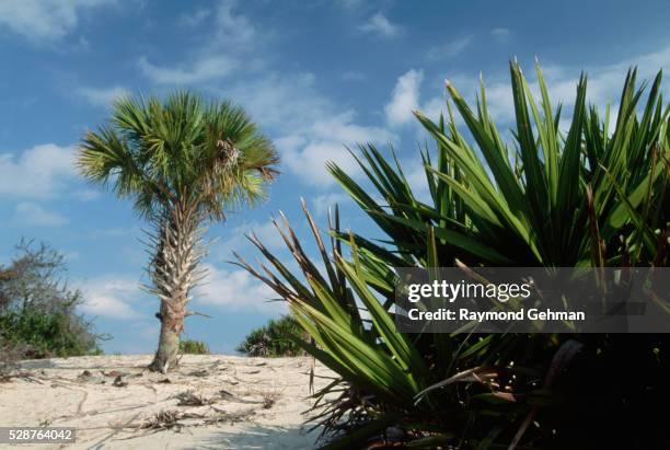 cabbage palm and saw palmettos - saw palmetto stock pictures, royalty-free photos & images