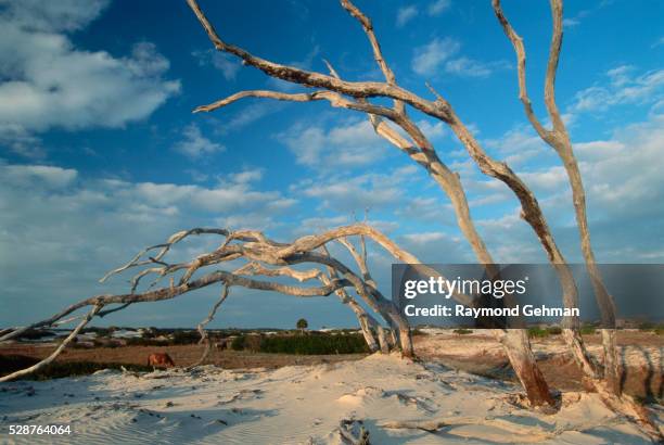 wind-bent oaks at seashore - insel cumberland island stock-fotos und bilder