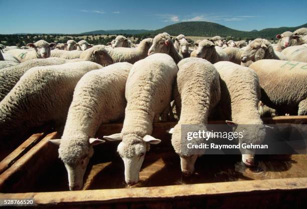sheep drinking from troughs - trough stock pictures, royalty-free photos & images