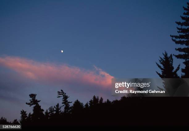 moonrise at sunset - balsam fir tree stock pictures, royalty-free photos & images