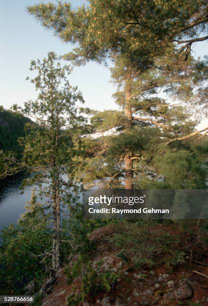 trees and ottertrack lake - eastern white pine stock pictures, royalty-free photos & images