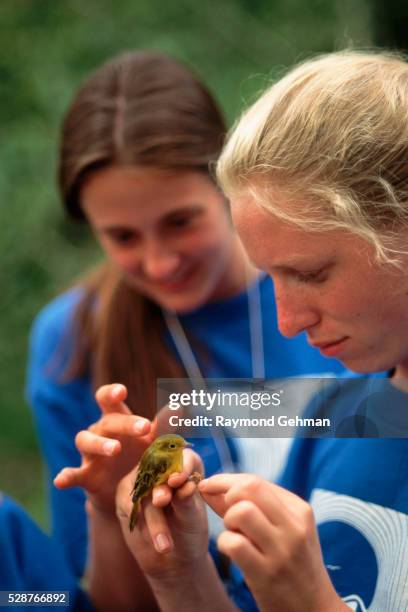 campers petting western tanager bird - western tanager female stock pictures, royalty-free photos & images