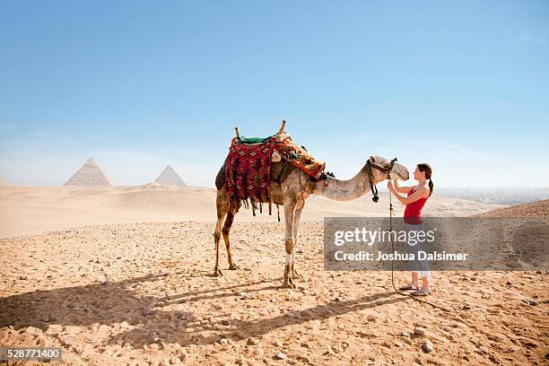 woman petting a camel - camel foto e immagini stock