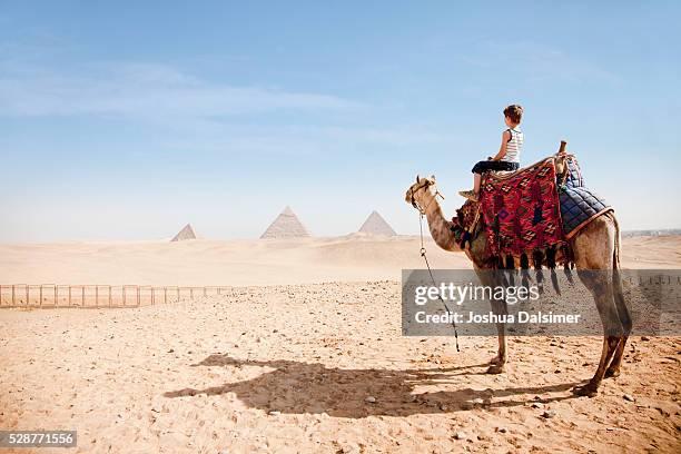 boy on a camel - gizeh stockfoto's en -beelden