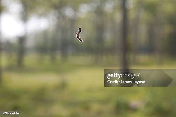 Gypsy moth caterpillar hanging from a thread of its silk.