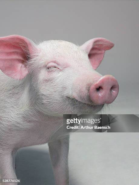 Contented pig with eyes closed
