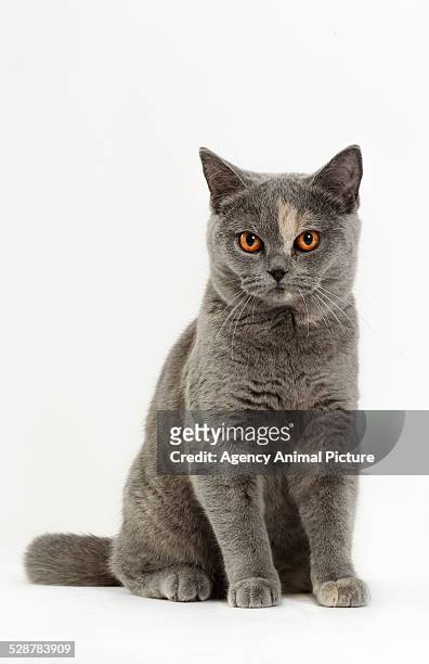 british shorthair - purebred cat - fotografias e filmes do acervo