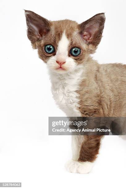 devon rex cat - devon rex stock pictures, royalty-free photos & images