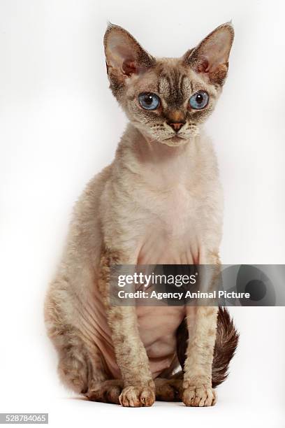 devon rex cat - devon rex stock pictures, royalty-free photos & images