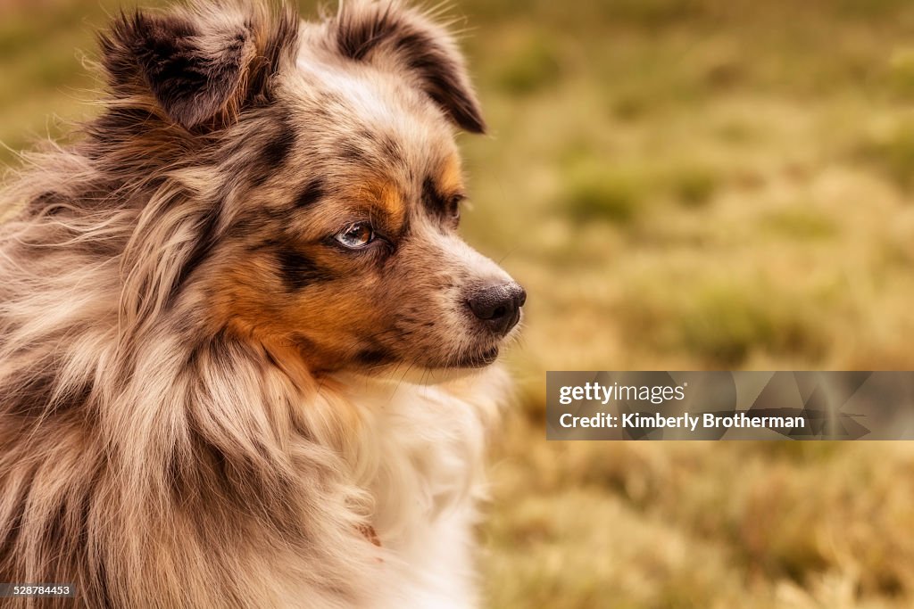 Miniature Australian Shepard