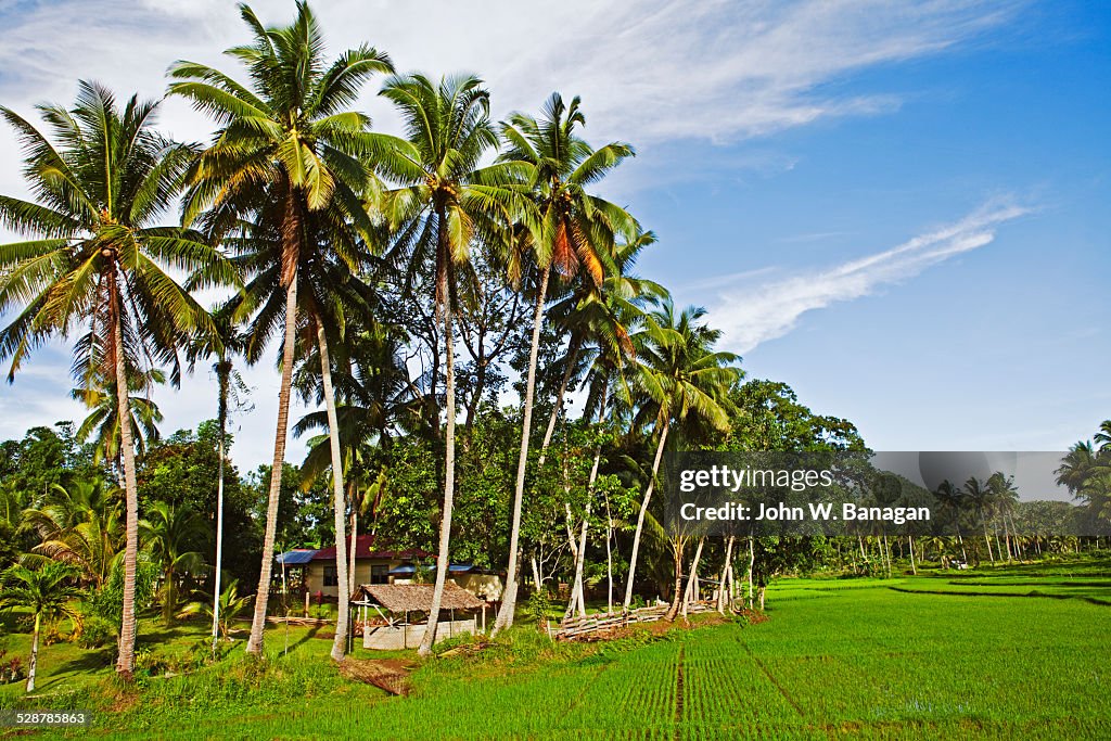 Rice paddy, Bohol, Phillipines