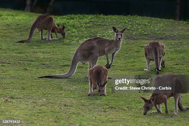 Kangaroos are the largest marsupial surviving on earth today. They are well known for their style of movement; hopping on their hind legs whilst...