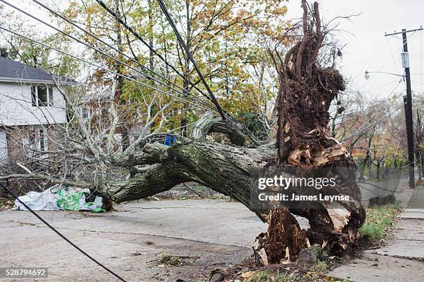 Downed trees and power lines in Leonia, New Jersey on the day after hurricane Sandy.