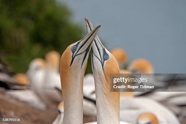 australasian gannet - australasian gannet stock pictures, royalty-free photos & images