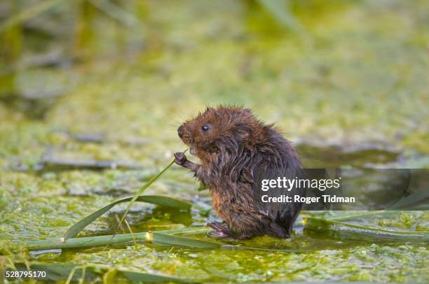 water vole, arvicola terrestris, eating reed, norfolk uk - arvicola stock pictures, royalty-free photos & images