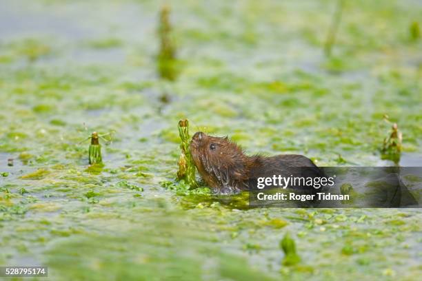 water vole, arvicola terrestris, eating water weed, norfolk uk - arvicola stock pictures, royalty-free photos & images