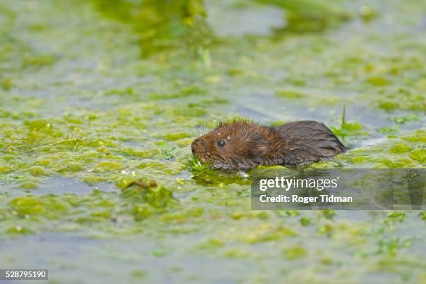 water vole, arvicola terrestris, eating water weed, norfolk uk - arvicola stock pictures, royalty-free photos & images