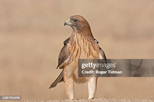 Booted Eagle Booted Eagle