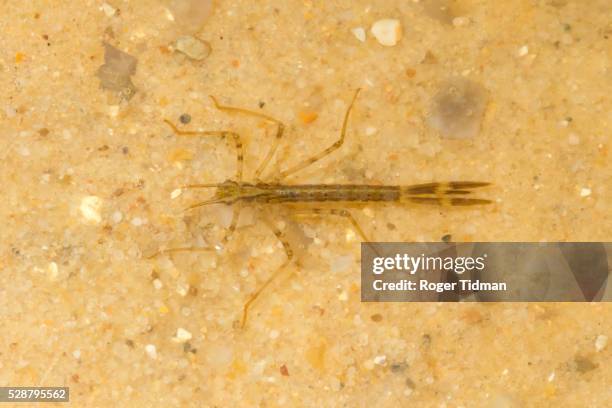 banded demoiselle larva - damselfly fotografías e imágenes de stock