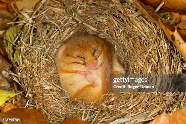 hibernating dormouse - hibernation stock pictures, royalty-free photos & images