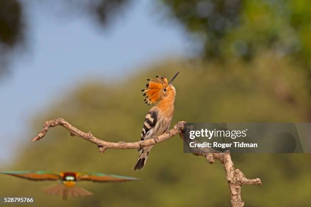 hoopoe - hoopoe stock pictures, royalty-free photos & images