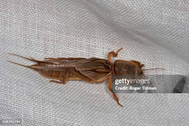 oriental mole cricket - mole cricket stock pictures, royalty-free photos & images