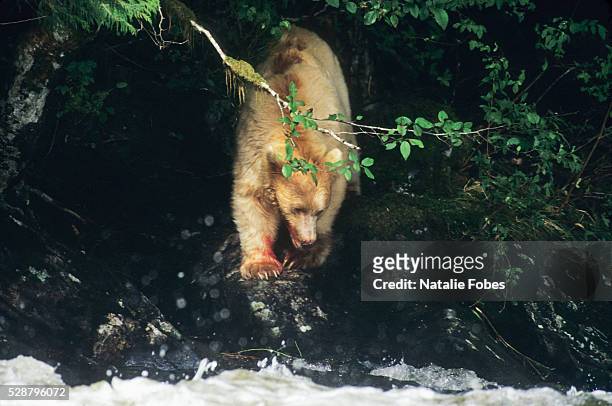 a kermode bear (aka white bear, spirit bear) walks to the river - inside passage stock pictures, royalty-free photos & images