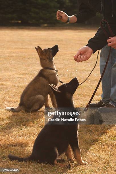 guard dog training - dressage foto e immagini stock