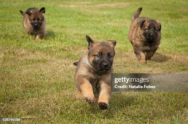 guard dog training - duitse herder stockfoto's en -beelden