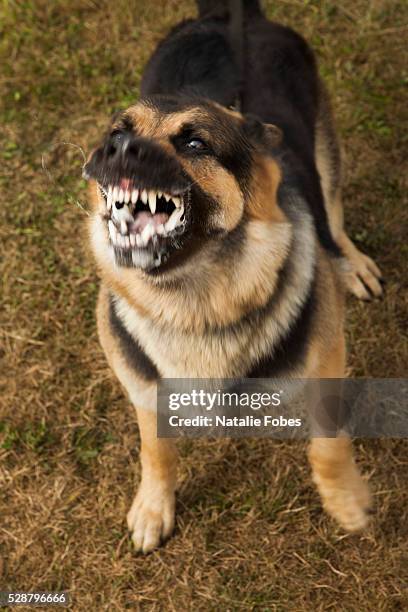 guard dog training - aggressione foto e immagini stock