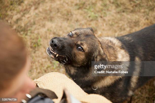 guard dog training - aggressive stock-fotos und bilder